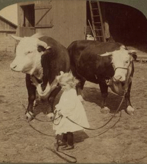 A little farmer girl and a splendid pair of Herefords -- bull and cow -- stock farm, Kansas. 1868?-1906? 1903