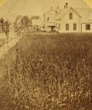 The Wheat Field, Bethlehem, N.H. 1870?-1885?