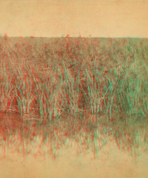 Rice field. 1867?-1905? [ca. 1880]