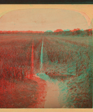 Rice field, South Carolina. 1865?-1905?