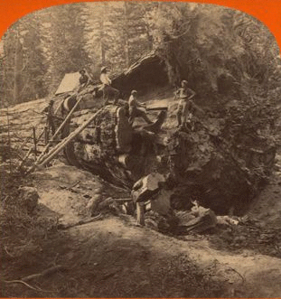 Cutting out a section of the big tree. 1868?-1872?
