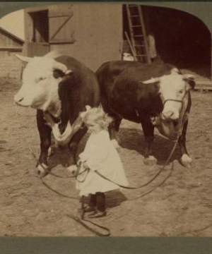 A little farmer girl and a splendid pair of Herefords -- bull and cow -- stock farm, Kansas. 1868?-1906? 1903