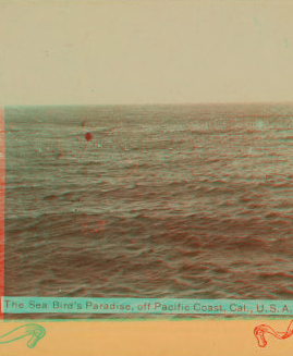 The Sea Bird's Paradise, off Pacific Coast, Cal., U.S.A. 1870?-1910? 1870-1910