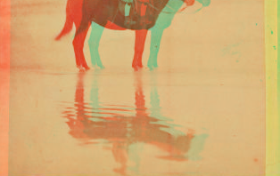 [Girl on horseback in the beach.] 1860?-1869?