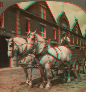 A champion team of Percheron draft horses at work on an Indiana stock farm. 1865?-1925? ca. 190-