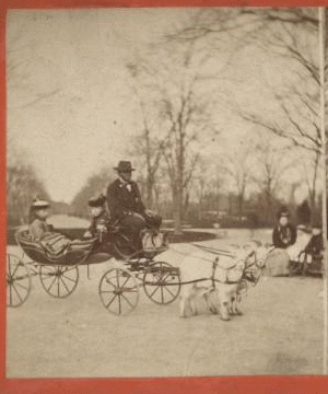 Children's carriage, Central Park. [1860?-1905?]