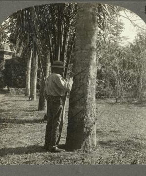 Tapping a Rubber Tree in Brazil. [ca. 1900]