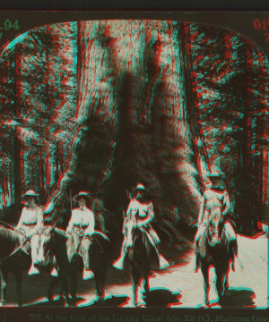 At the base of the Grizzly Giant (cir. 106 ft), Mariposa Grove, California., U.S.A. 1900?-1905?