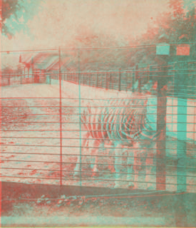 [Zebra.] [1865?-1901?]