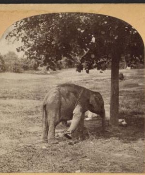 Elephant, Central Park, New York. [1865?-1901?]