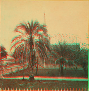 Date Palm Tree, St. Augustine, Fla. 1865?-1905? [ca. 1870]