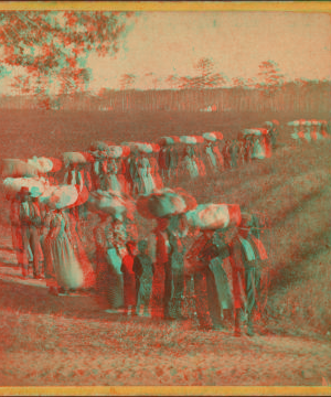 Laborers returning at sunset from picking cotton, on Alex. Knox's plantation, Mount Pleasant, near Charleston, S.C. 1861?-1880?