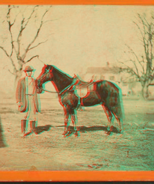 Jeff. Davis, one of Gen. Grant's saddle horses. Taken at City Point, Va. 1861-1865