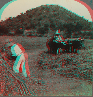 Ancient mode of threshing in Mexico, Pyramid of Sun, San Juan Teotihuacan