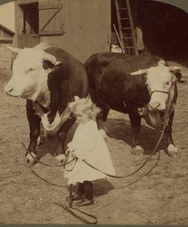 A little farmer girl and a splendid pair of Herefords -- bull and cow -- stock farm, Kansas. 1868?-1906? 1903