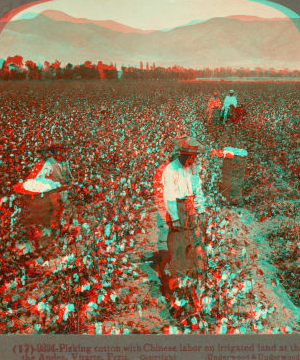 Picking cotton with Chinese labor on irrigated land at the foot of the Andes, Vitarte, Peru. [ca. 1900]