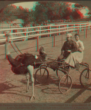 Famous trotting ostrich "Oliver, W." -- harnessed for a spin -- record of 2.02 -- Jacksonville, Fla. 1870?-1906? 1905