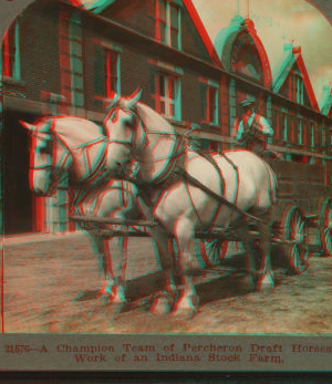 A champion team of Percheron draft horses at work on an Indiana stock farm. 1865?-1925? ca. 190-