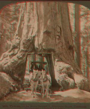 Wawona, as we drove through it, Mariposa Grove, California. 1867?-1902 1902