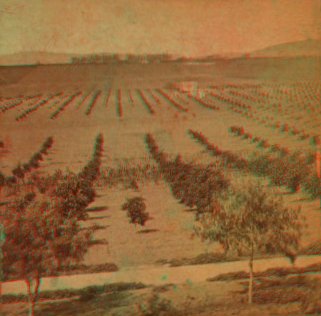 Pasadena, Los Angeles County, Cal. View from Lake Vineyard House. 1870?-1906 ca. 1880