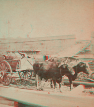 Oxen on dock. 1862?-1890?