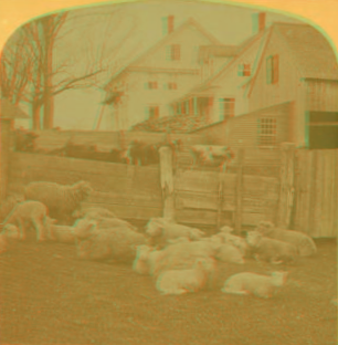 A New Hampshire farm yard, U.S.A. 1892 1870?-1895?