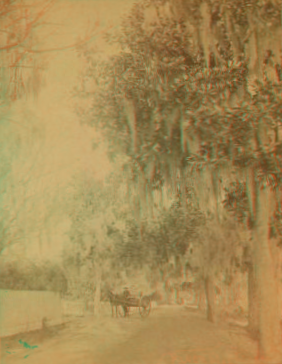 [Moss covered trees, Palatka, Florida.] [ca. 1885] 1870?-1890?