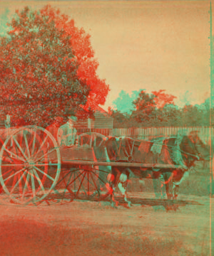 Ox cart. 1870?-1885?