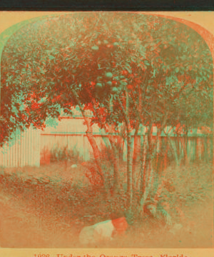 Under the orange trees, Florida. 1870?-1910? [ca. 1890]