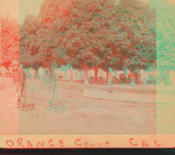 Orange Grove, Cal. ca. 1890 1870?-1910?