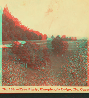 Tree Study, Humphrey's Ledge, No. Conway. 1859?-1895? [ca. 1865]