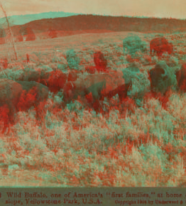 Wild Buffalo, One of Americaís 'First Families,' at home on a sunny slope, Yellowstone Park, U.S.A. 1901, 1903, 1904