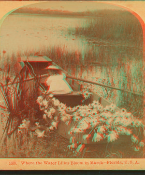 Where the Water Lillies Bloom in March - Florida, U. S. A. [ca. 1890] 1868?-1910?