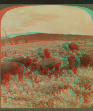 Wild Buffalo, One of Americaís 'First Families,' at home on a sunny slope, Yellowstone Park, U.S.A. 1901, 1903, 1904