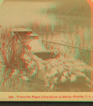 Where the Water Lillies Bloom in March - Florida, U. S. A. [ca. 1890] 1868?-1910?