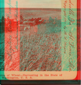 Acres and acres of wheat, harvesting in the state of Washington, U.S.A. 1904 1870?-1920?