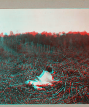 [Cat lying in a field.] September 1918 1915-1919