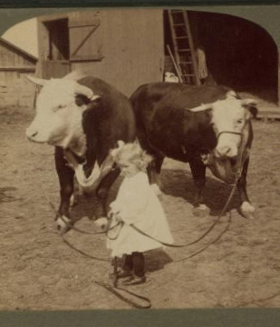 A little farmer girl and a splendid pair of Herefords -- bull and cow -- stock farm, Kansas. 1868?-1906? 1903