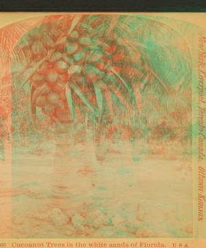 Cocoanut [coconut] trees in the white sands of Florida, U.S.A. 1870?-1910?