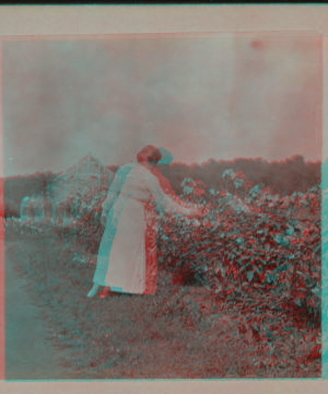 [Woman looking at flowers.] 1917 1915-1919