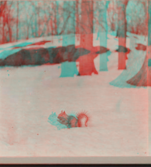 [A Squirrel in Central Park snow.] 1915-1919 March 1916