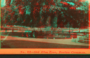 Old elm tree, Boston Common. 1860?-1890?