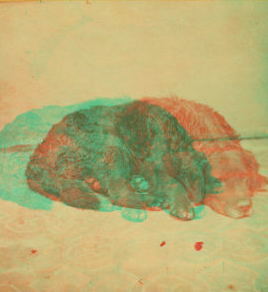 Sleeping dog. 1863?-1880?