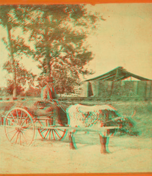 Going to market. [Man on an oxcart.] 1868?-1900?