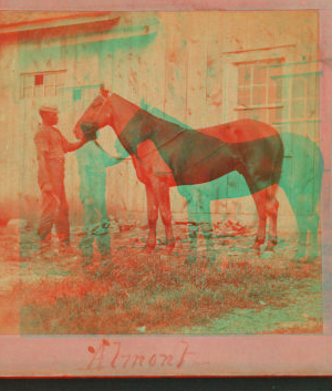 [Horse named] Almont. 1865?-1885?