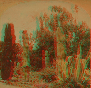 The Standard Cactus, Palo Alto, California. ca. 1885 1863?-1906