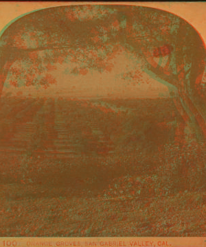 Orange Groves, San Gabriel Valley, Cal. 1870?-1906 ca. 1885