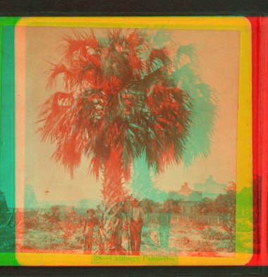 Cabbage Palmetto. [ca. 1875] 1868?-1910?