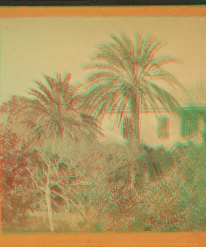 Date Palms, St. Augustine, Fla. 1865?-1905? [ca. 1875]