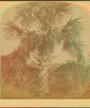 [Palm tree. Florida.] [ca. 1890] 1868?-1910?